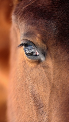 چشم-اسب-قهوه ای