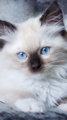 گربه-سفید-پیشی