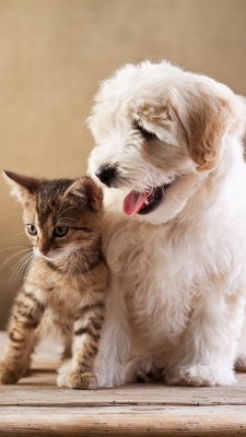 سگ-گربه-سگ و گربه