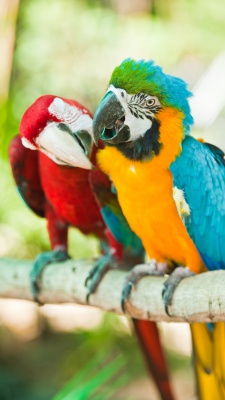 رنگی-طوطی-عاشقانه-پرنده