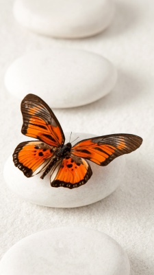پروانه-سفید-نارنجی-حشرات