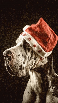 مشکی-سگ-بابانوئل-کریسمس-سیاه و سفید
