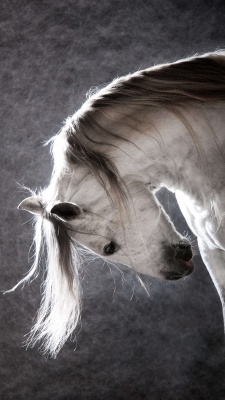 اسب-اسب سفید-خاکستری
