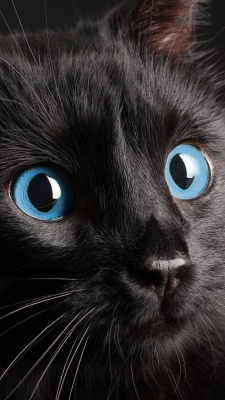 گربه-مشکی-سیاه