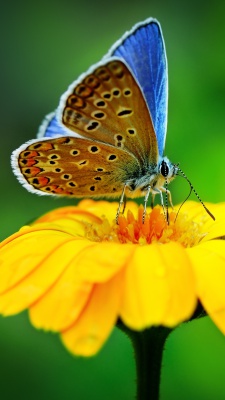 پروانه-شاپرک-زرد-حشرات