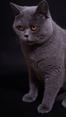 گربه-مشکی-خاکستری