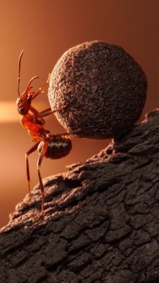 قهوه ای-مورچه-تلاش-موفقیت-حشرات-حشره