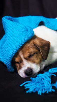 کلاه-آبی-سگ-خواب-خوابیدن