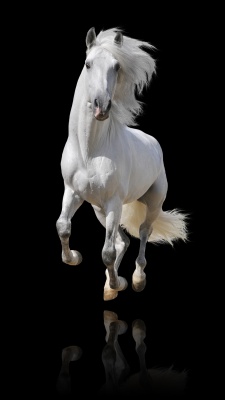 اسب-اسب سفید