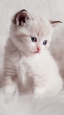 پیشی-گربه-سفید