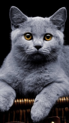 خاکستری-گربه