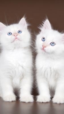 دو قلو-گربه-پیشی-سفید