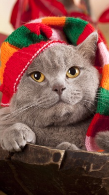 رنگی-کلاه-خاکستری-گربه