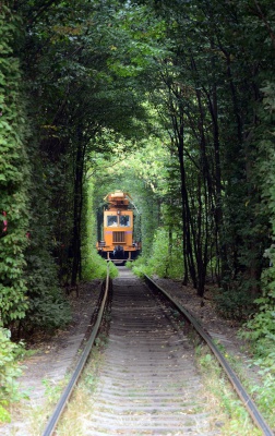 قطار-جنگل-ریل قطار