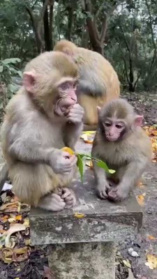 میمون-حیوان-حیوانات