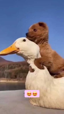 سگ-اردک-حیوان