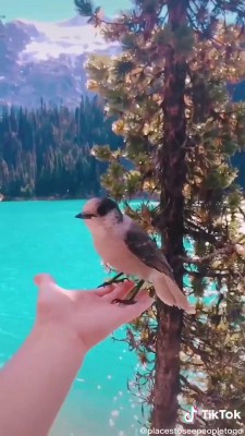حیوان-پرنده-دریاچه
