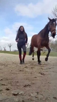 اسب-حیوان-رقص