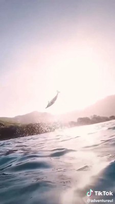 دلفین-دریا-ساحل-حیوان