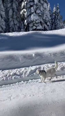 برف-زمستان-سگ-حیوان