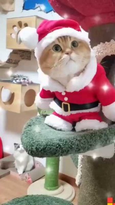 حیوان-گربه-بابانوئل-کریسمس