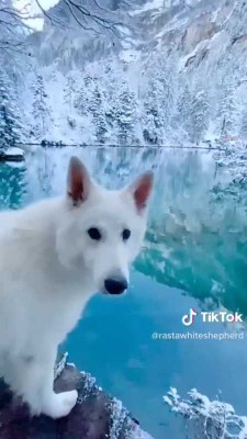 دریاچه-سگ-حیوان-زمستان-برف