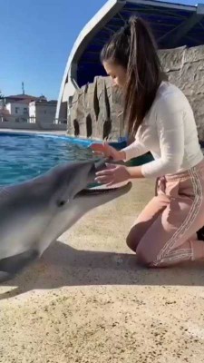 دلفین-حیوان-حیوانات