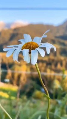 گل-طبیعت-منظره