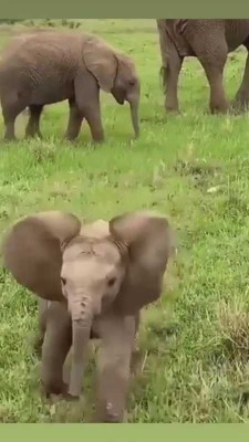حیوان-فیل-فیل کوچولو