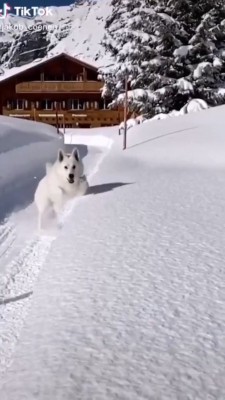 حیوان-سگ-زمستان-برف