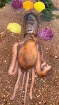 هشت پا-حیوان-حیوانات