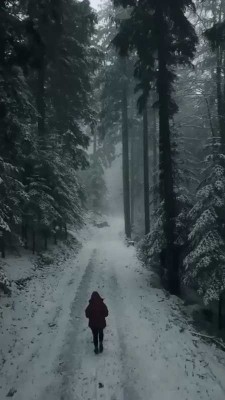 زمستان-برف-جنگل