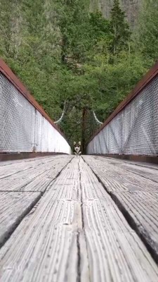 سگ-حیوان
