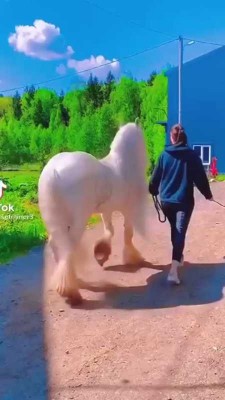 اسب-حیوان-حیوانات