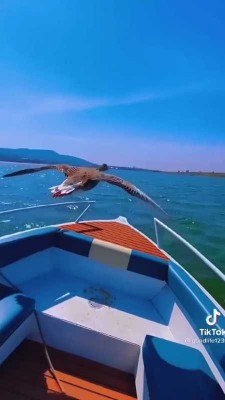 پرنده-قایق-ساحل-حیوان-حیوانات