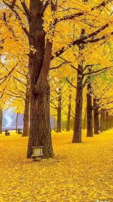 پاییز-منظره-طبیعت