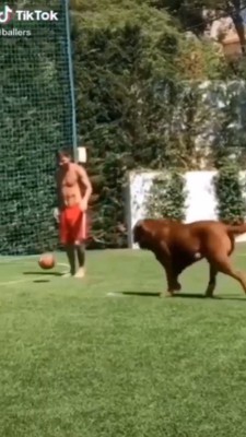 حیوان-سگ-بازی-ورزشی