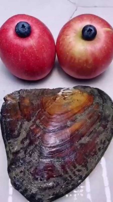صدف-سیب-میوه