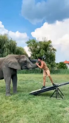 ورزشی-حیوان-فیل