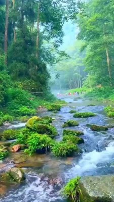 رودخانه-جنگل-منظره-طبیعت
