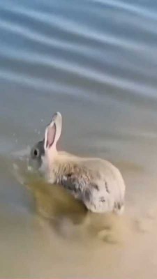 حیوان-خرگوش-شنا