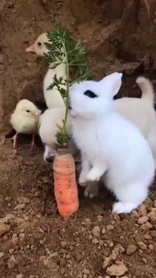خرگوش-سگ-اردک-جوجه-حیوان-هویج
