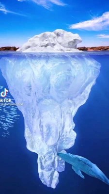 دریا-ساحل-کوسه-حیوان-حیوانات