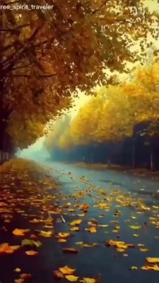 پاییز-جنگل-جاده