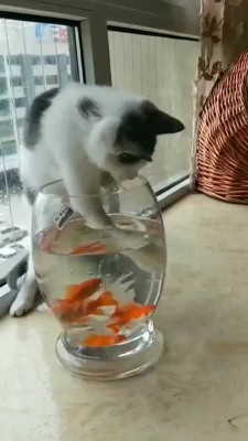 ماهی-گربه-حیوان
