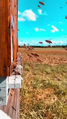 زنبور-حشره-حشرات