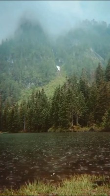 دریاچه-جنگل-باران