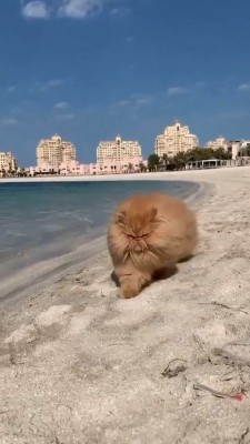 ساحل-دریا-گربه