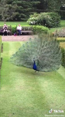 طاووس-حیوان