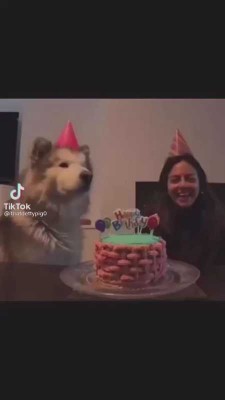 تولد-تولدت مبارک-سگ بامزه-طنز